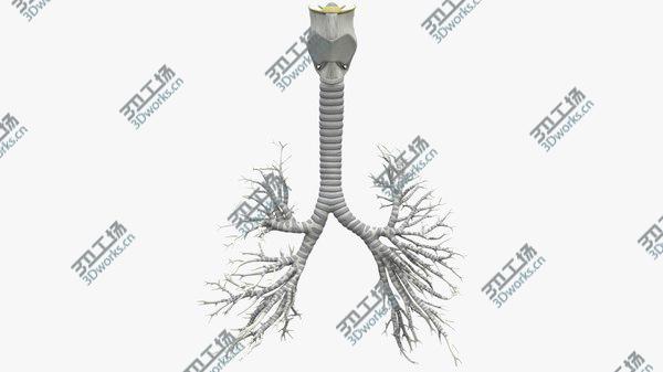 images/goods_img/20210312/3D Respiratory System model/5.jpg